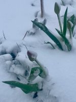 IMG_9887.jpeg