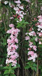 IMG_20260427_080350.jpg