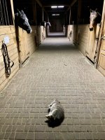 IMG_9515.jpeg