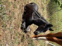 IMG_1966.jpeg