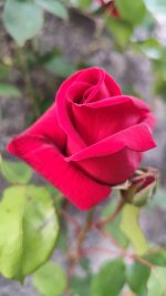 IMG_20260430_203706.jpg