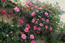 IMG_6258 copie.JPG
