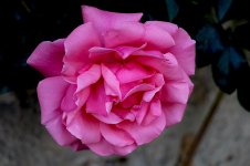 IMG_6260 copie.JPG