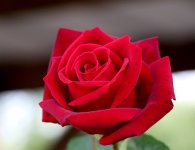 IMG_6271 copie.JPG