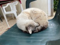IMG_2033.jpeg