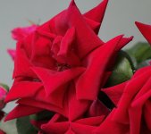 IMG_6288 copie.JPG