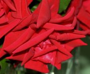 IMG_6294 copie.JPG