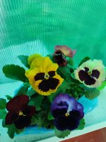 IMG_20250517_142453.jpg