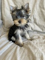 Screenshot_20260503_205553_MAX.jpg