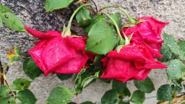 IMG_20260504_142751.jpg