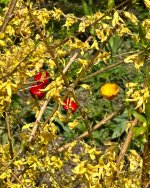 IMG_8461.jpeg