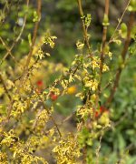 IMG_8460.jpeg