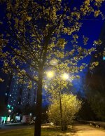 IMG_8466.jpeg
