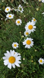 IMG_20260505_201647.jpg