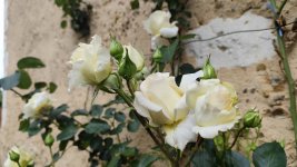 IMG_20260506_134944.jpg