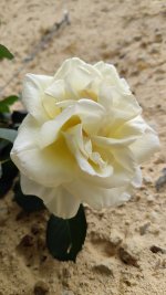 IMG_20260506_134920.jpg