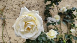IMG_20260506_134909.jpg