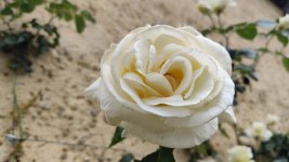 IMG_20260506_134901.jpg