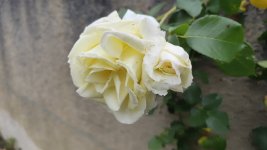 IMG_20260506_135433.jpg