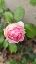 IMG_20260506_135540.jpg