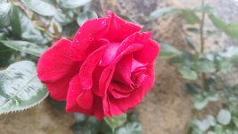 IMG_20260506_135625.jpg