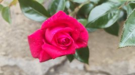 IMG_20260506_135638.jpg
