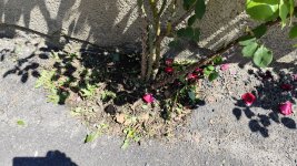 IMG_20260508_122016.jpg