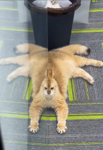 1778446327075.png