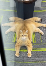 1778446446562.png