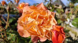 IMG_20260514_192423.jpg