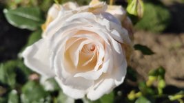 IMG_20260514_192411.jpg