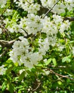 IMG_8609.jpeg