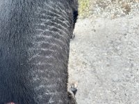 IMG_8602.jpeg