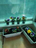 IMG_20260518_095041.jpg