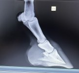 IMG_3177.jpeg