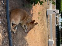 IMG_2478.jpeg