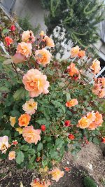 IMG_20260518_175026.jpg