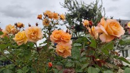 IMG_20260518_175007.jpg
