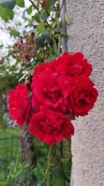 IMG_20260518_205300.jpg