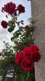 IMG_20260518_205257.jpg