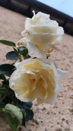 IMG_20260518_205727.jpg