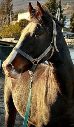 IMG_1551.jpeg