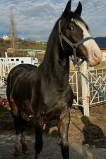 IMG_1552.jpeg
