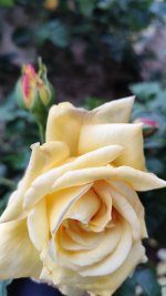 IMG_20260519_211621.jpg