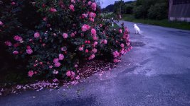 IMG_20260519_221200.jpg