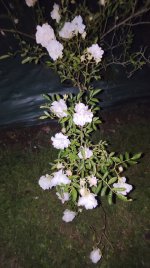 IMG_20260519_222452.jpg
