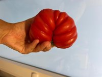 IMG_2543.jpeg