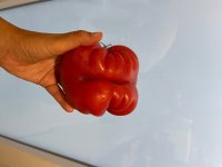 IMG_2542.jpeg