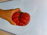 IMG_2541.jpeg