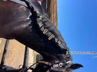 IMG_2620.jpeg